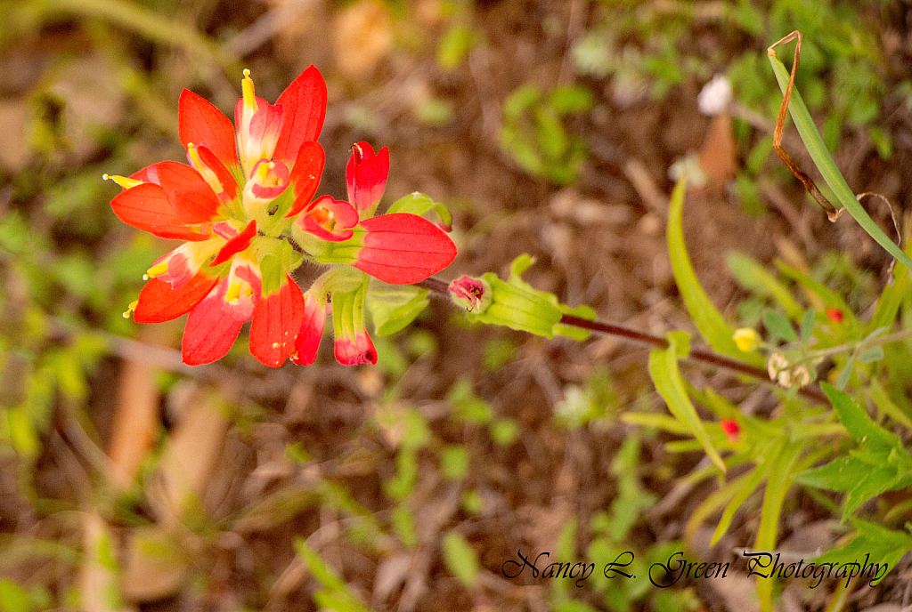 Indian Paint Brush