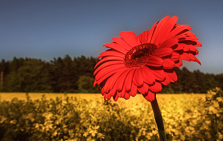 Summer Colors