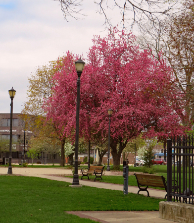 Central Park.. Springtime