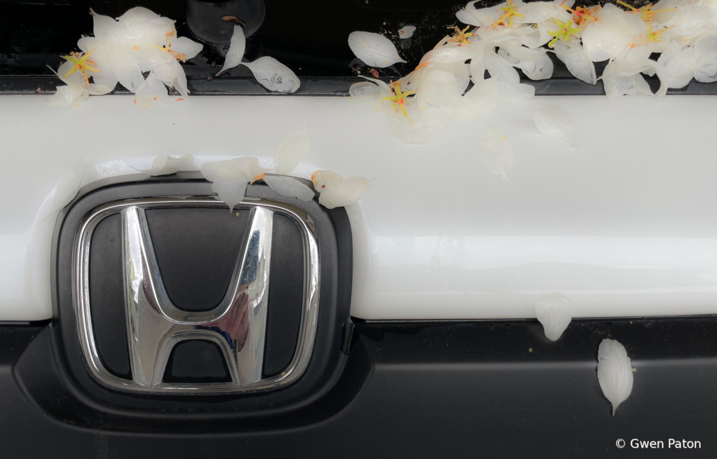 Petals on my Honda