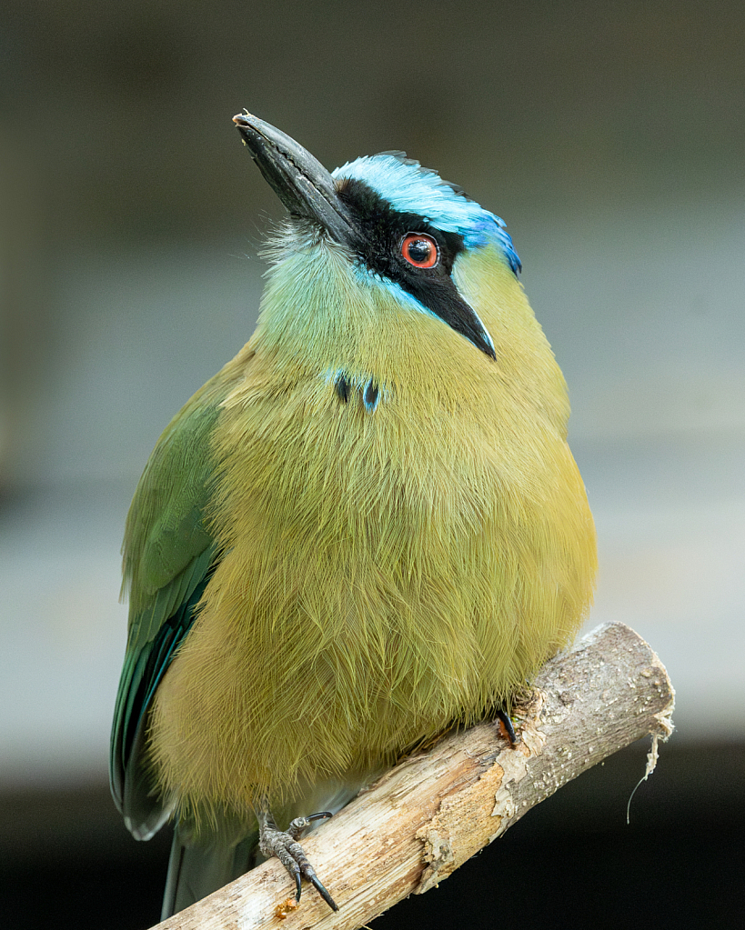 Blue Crowned Motmot