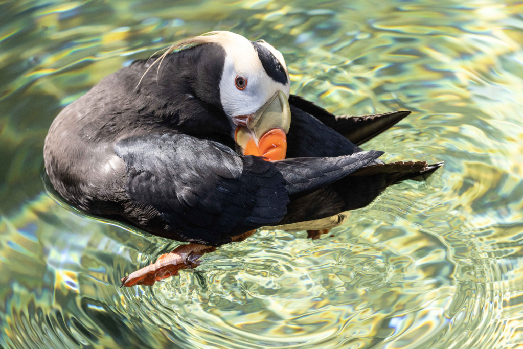 Preening Puffin