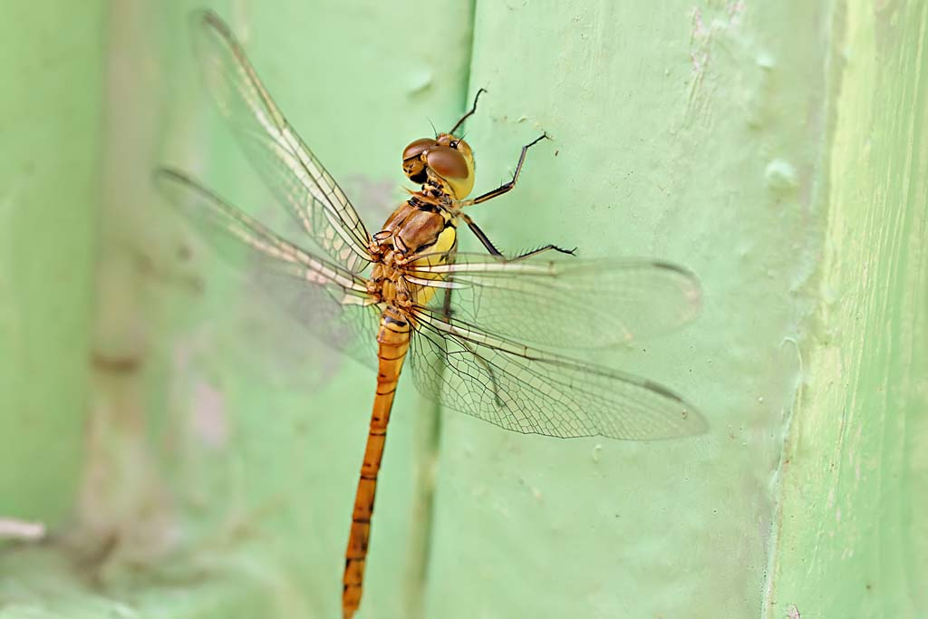 Dragonfly