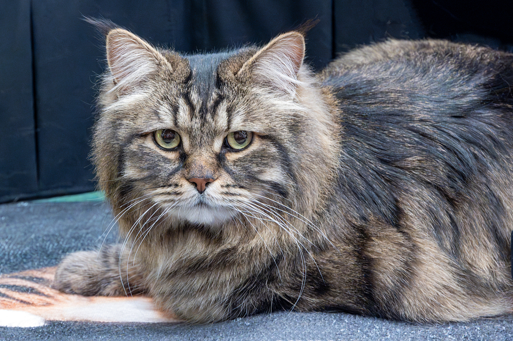 Silver Siberian Tabby Cat