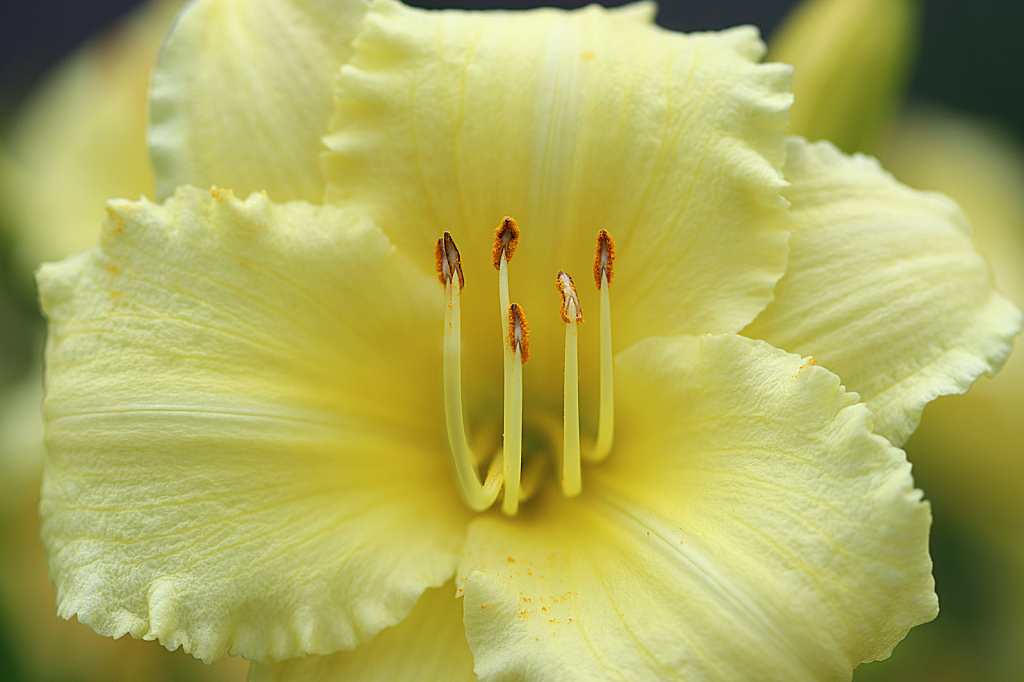 Daylily