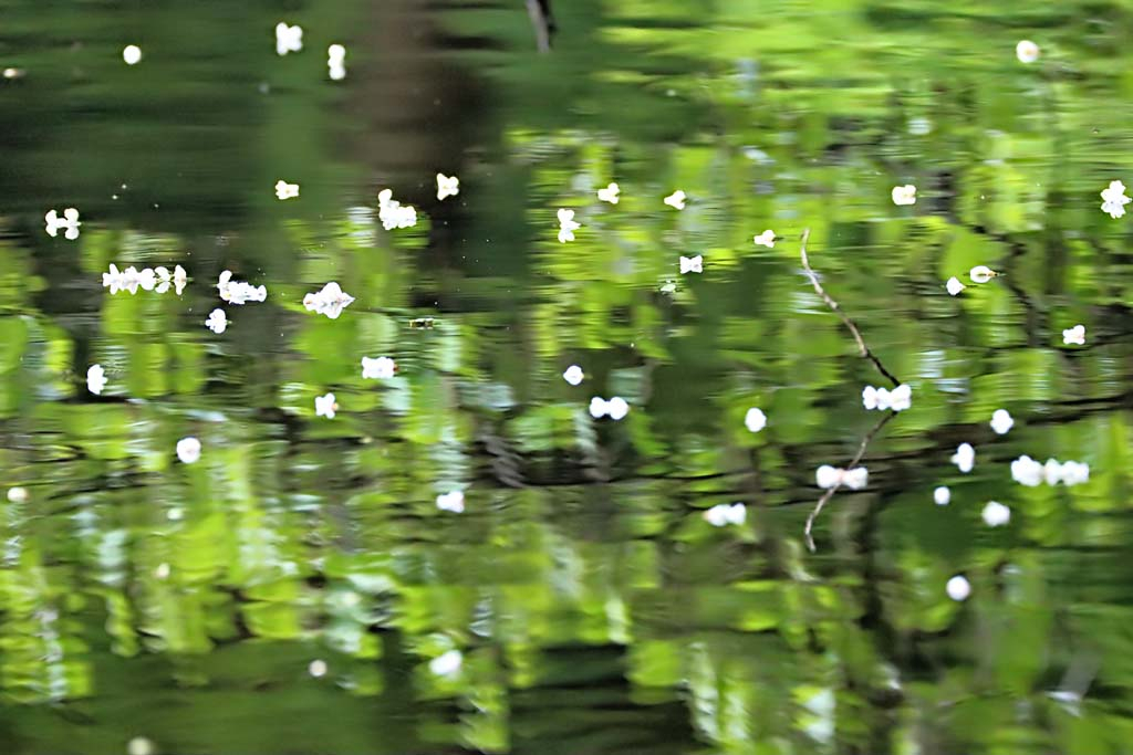 Petals on Water