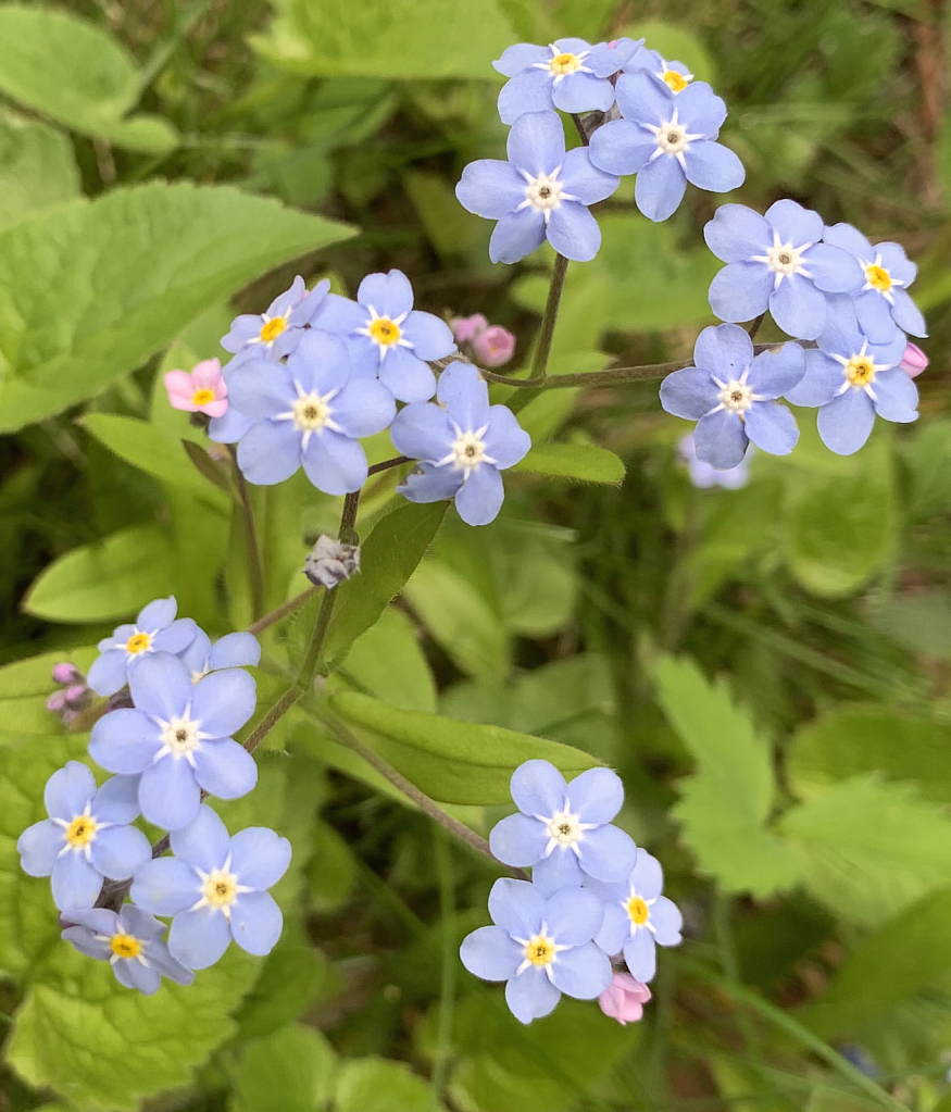 forget-me-not