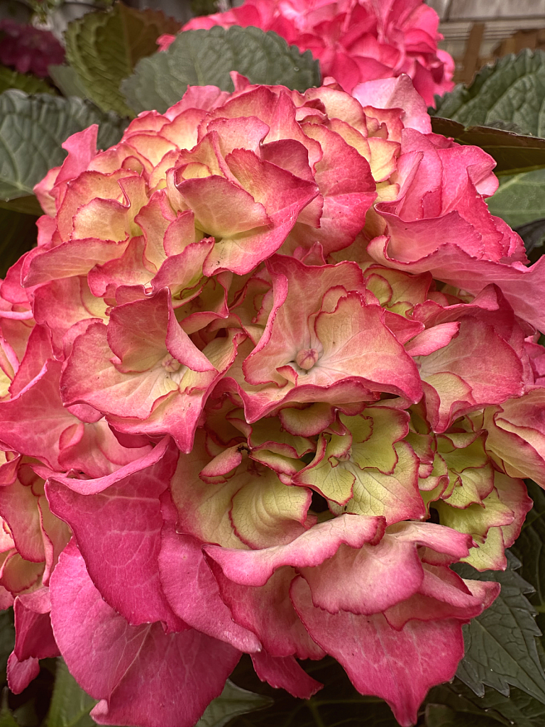 Red hydrangea