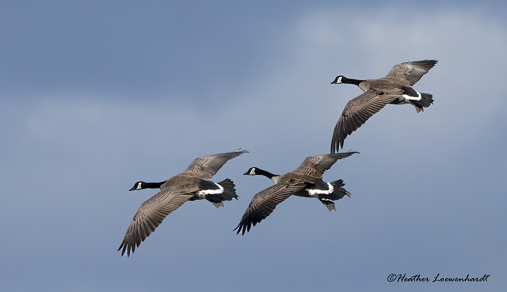 A Tale Of Three Geese