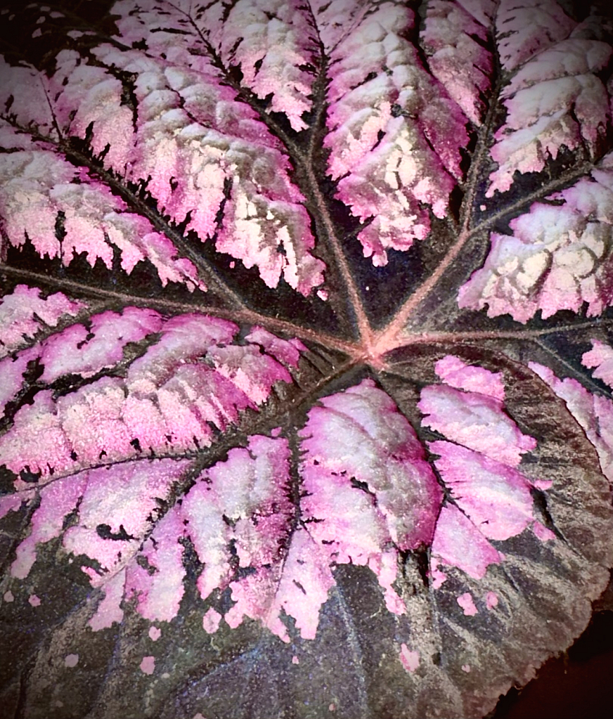 Beautiful Begonia Rex