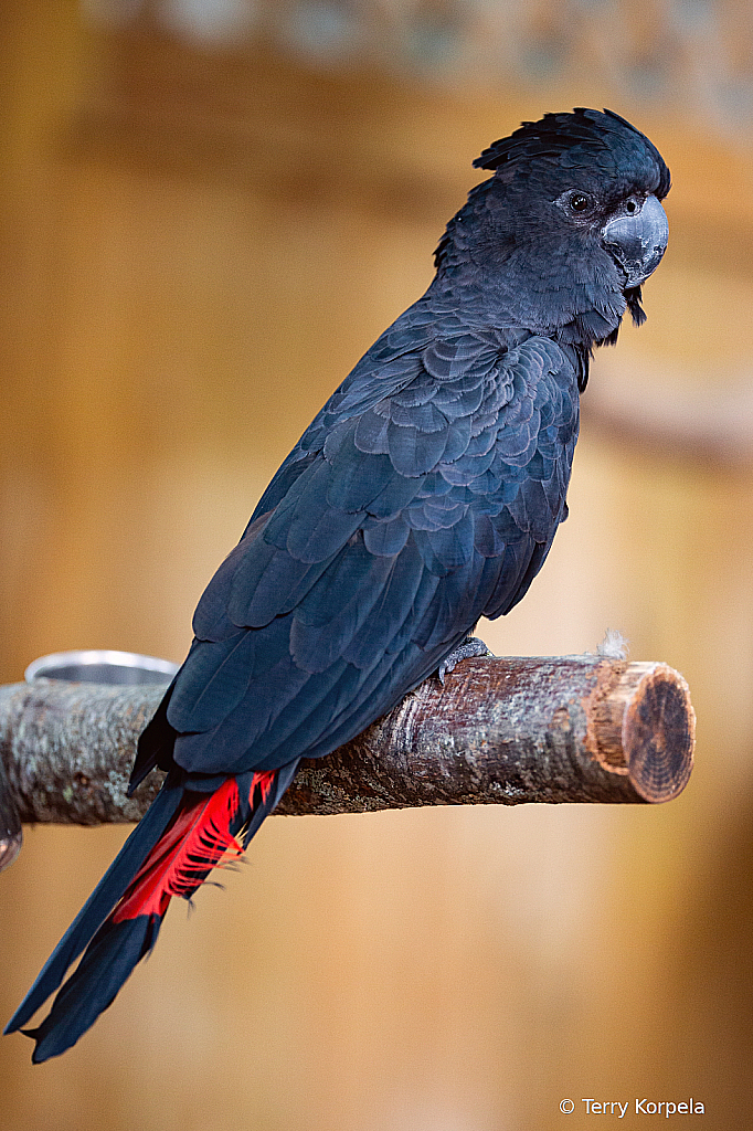 Red-tailed Black-cockatoo