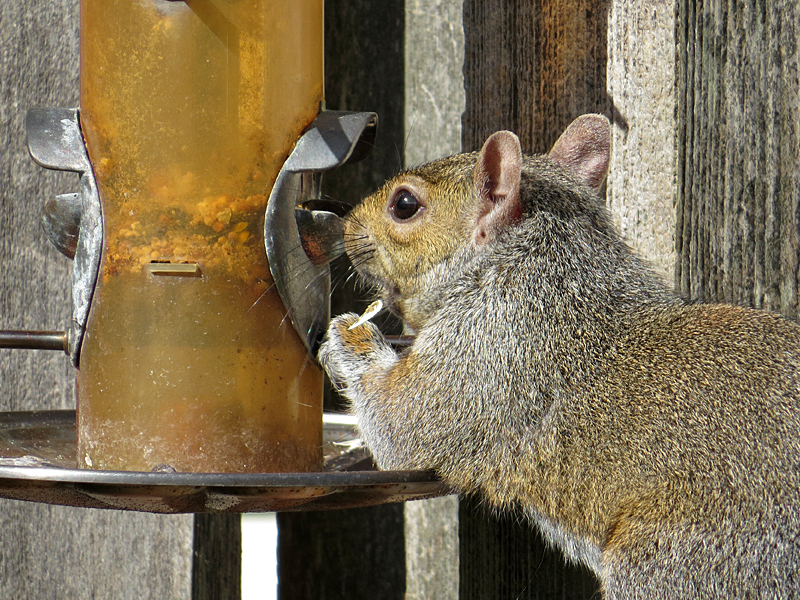 Sneaking Some Food