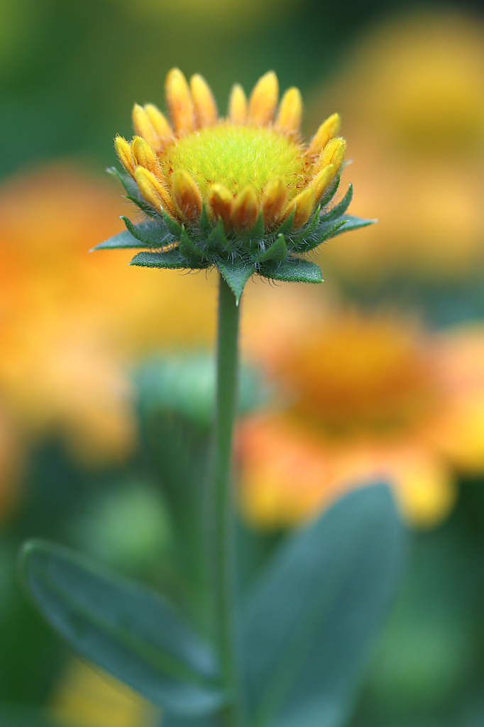 Blooming Blanket Flower