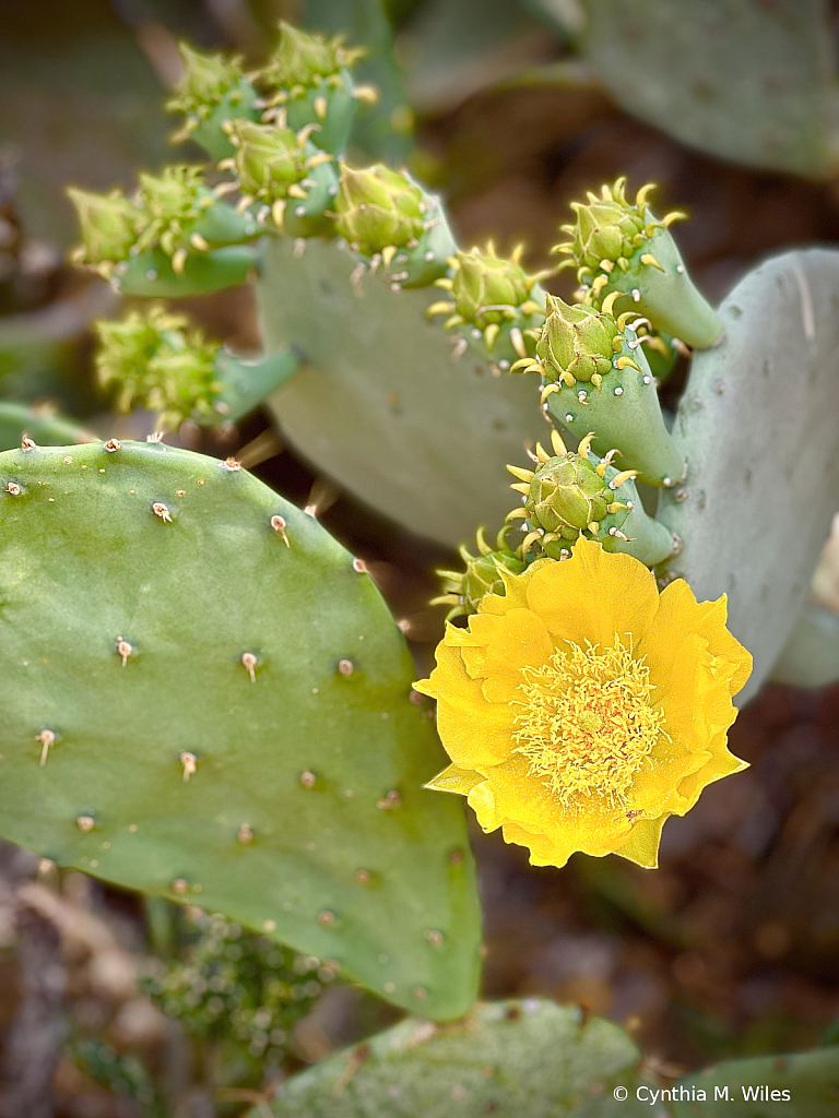 Cactus Flower 