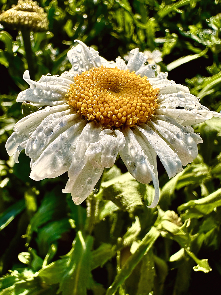 Dewy Daisy 