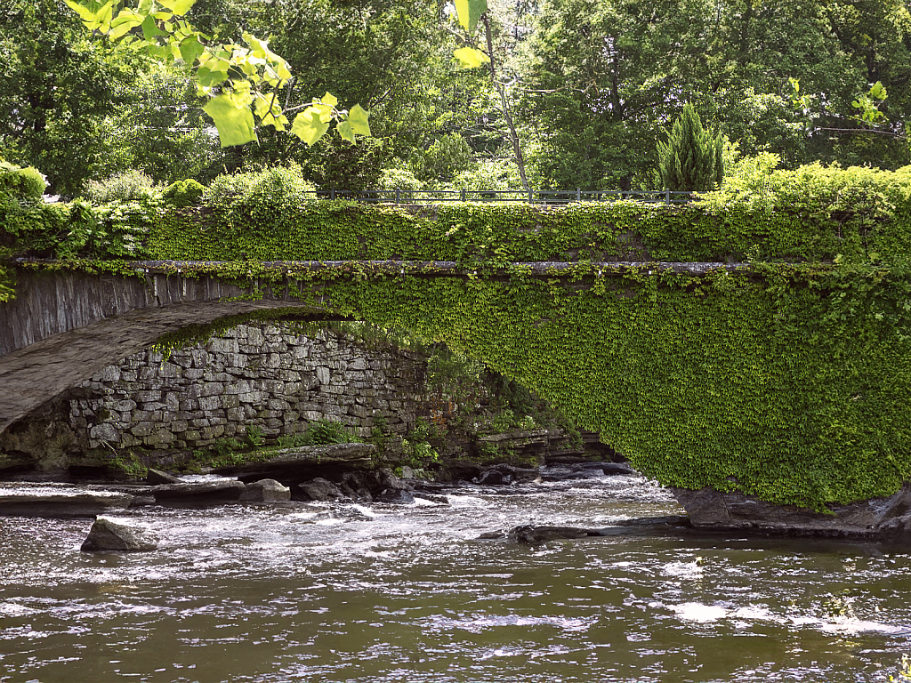 Ivy covered Bridge