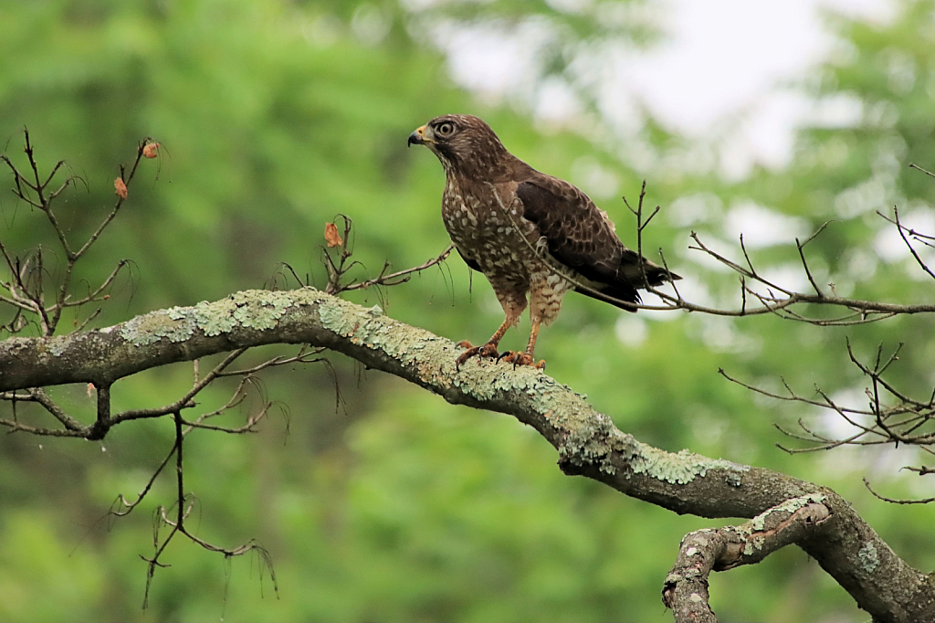 Young Hawk