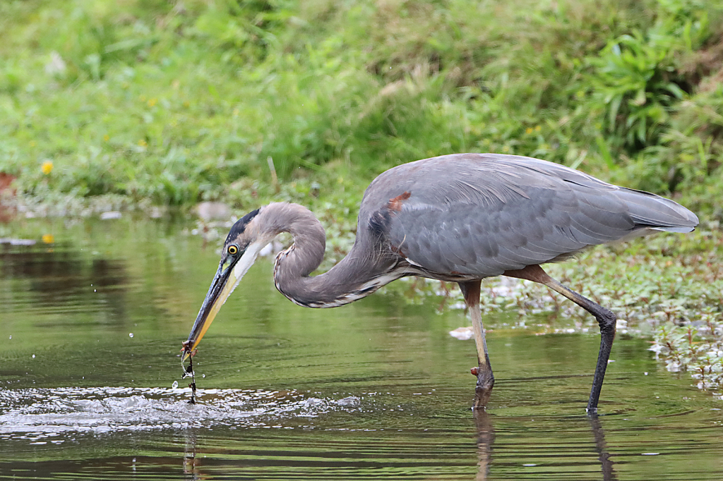 Great Blue Heron