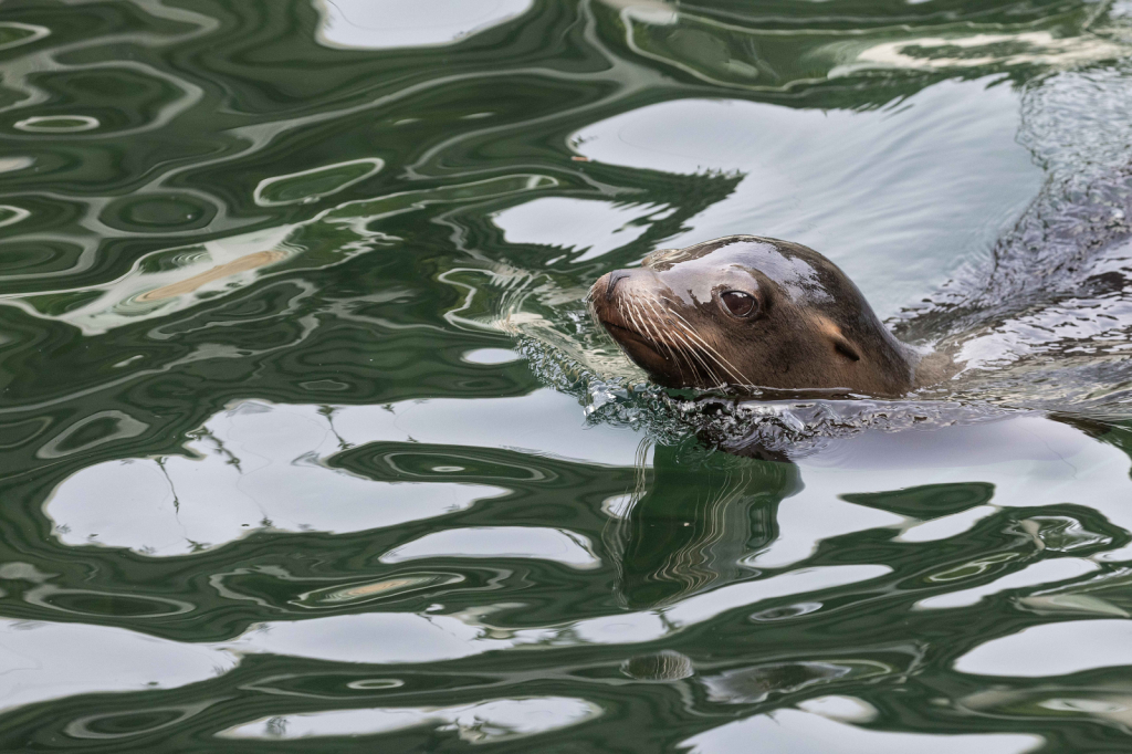 Seal Reflection