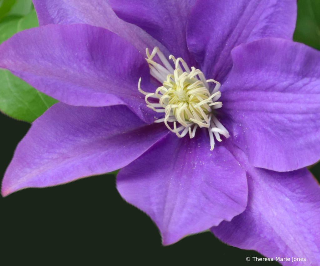 Clematis 2024