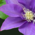 © Theresa Marie Jones PhotoID # 16114625: Clematis 2024