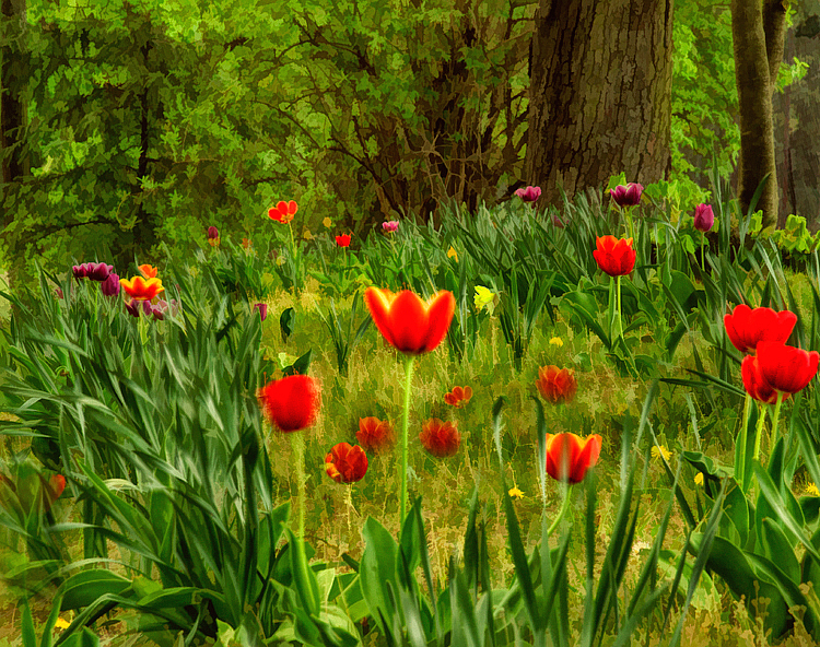 Spring in the Forest