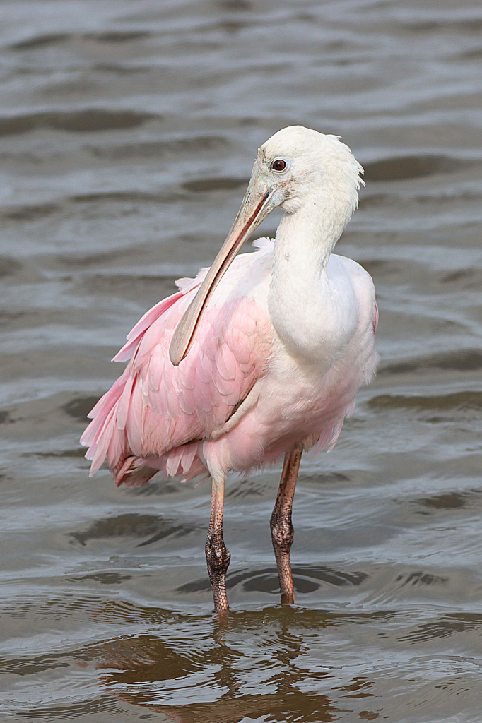 Roseate Spoonbill