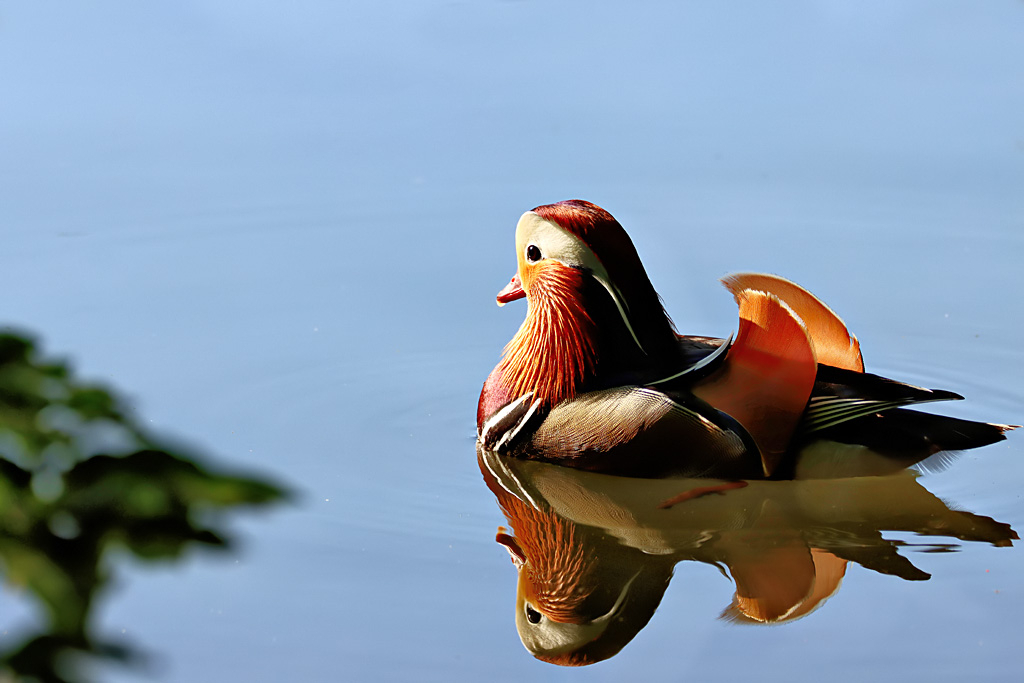 Mandarin Duck