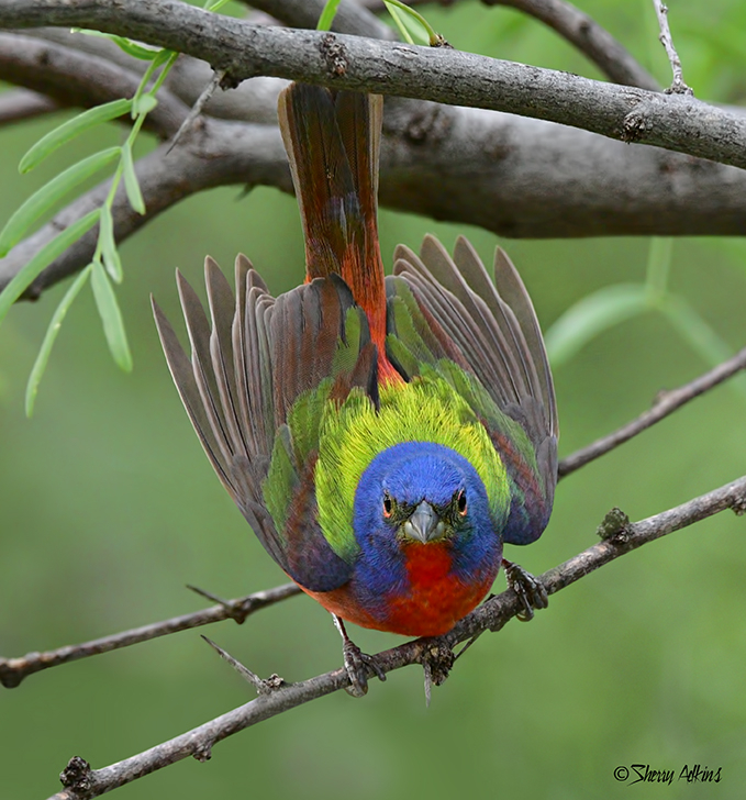 Painted Bunting