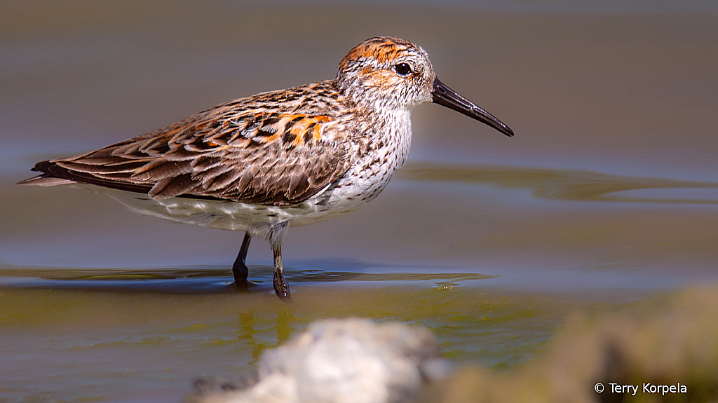 Western Sandpiper