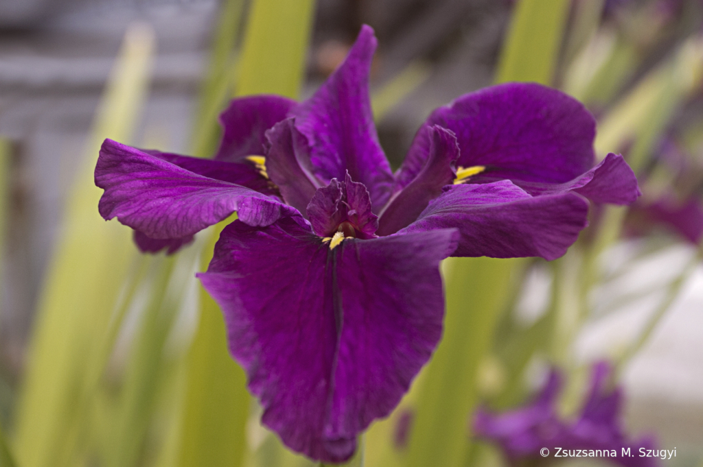 Water iris