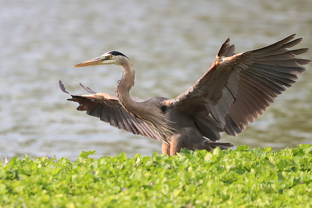 Perfect Landing