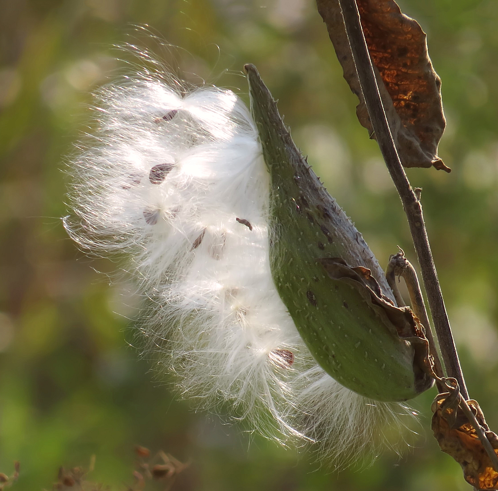 Marvelous Milkweed