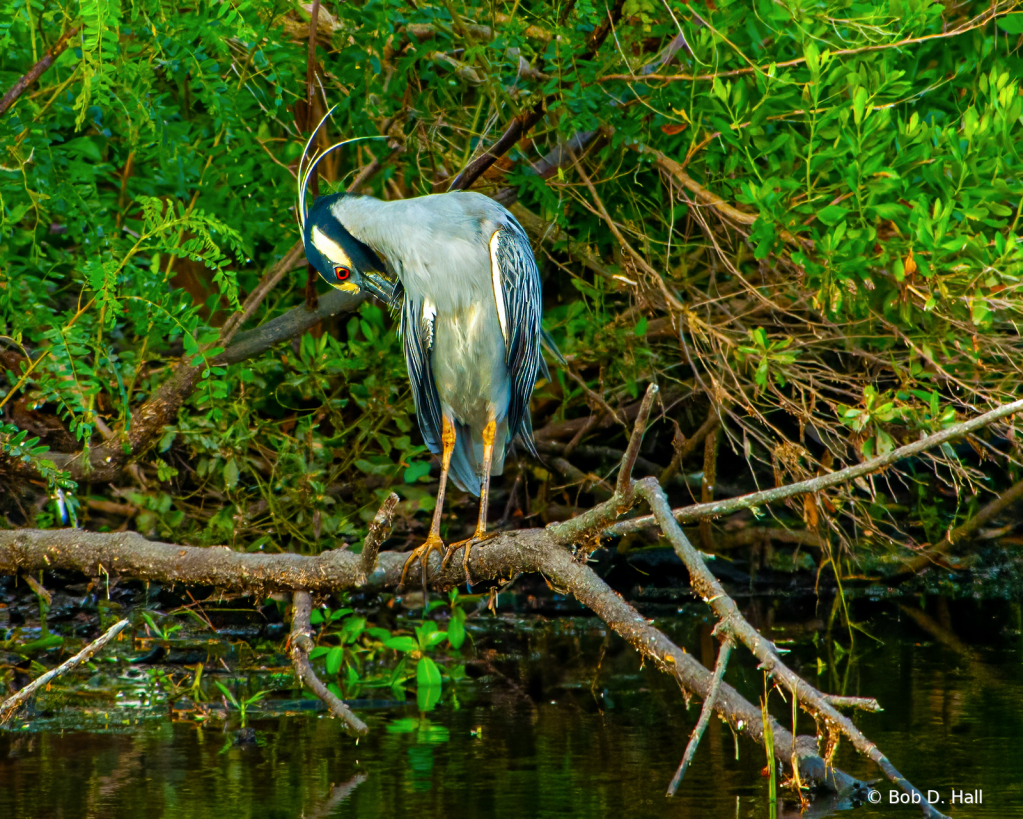 Preening