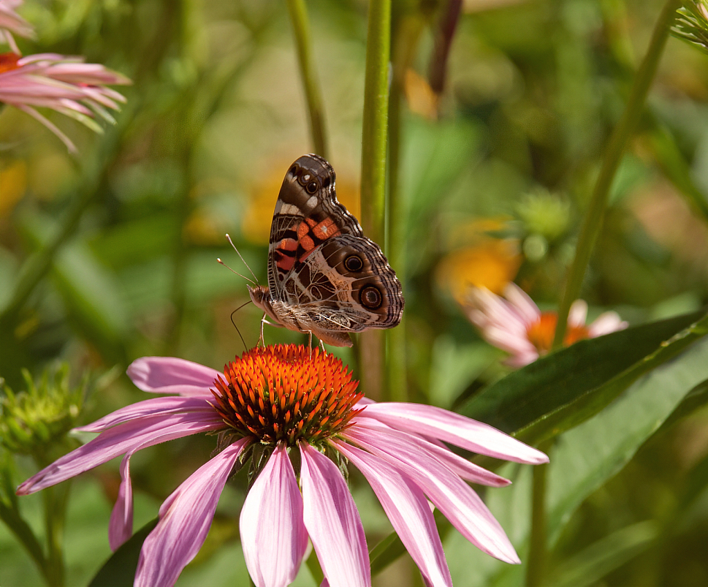 butterfly and flowers