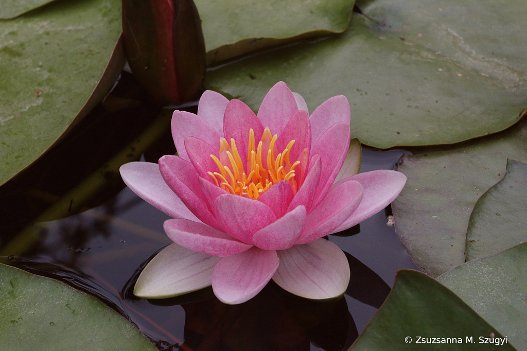 Pink Beauty