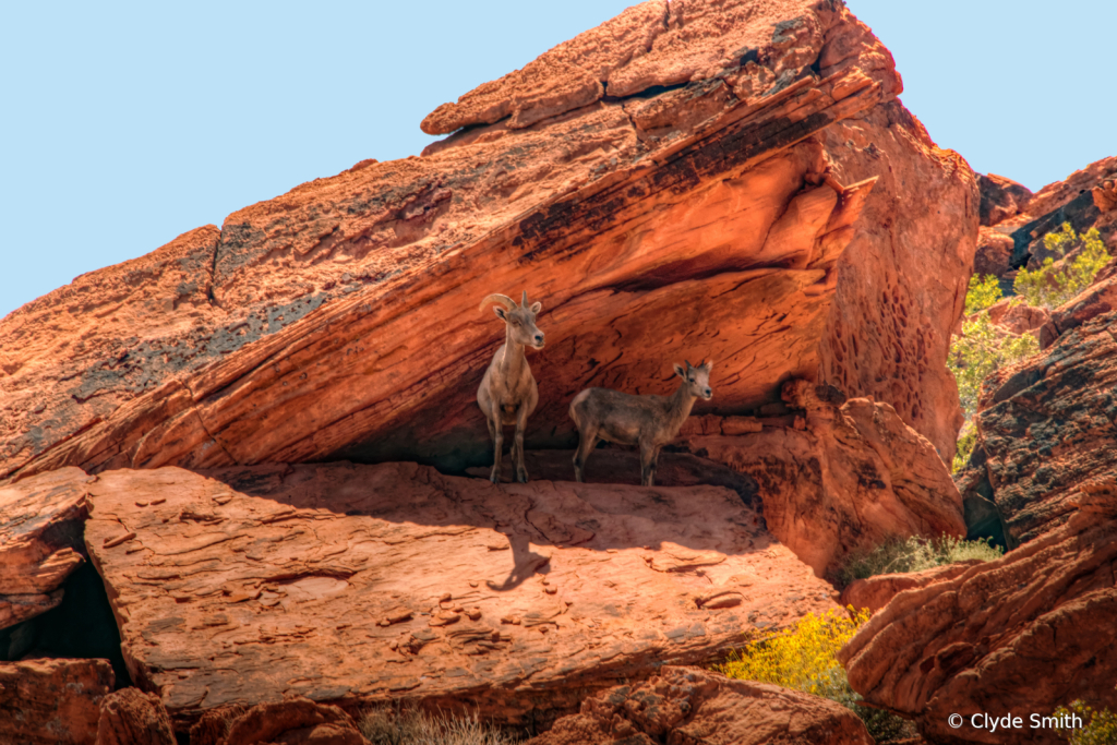 Valley of Fire Sheep