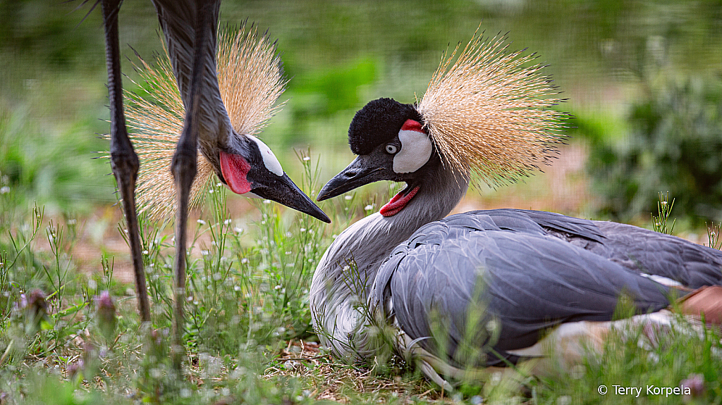 East-African Grey-crowned Cranes - ID: 16115007 © Terry Korpela