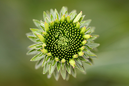 Coneflower Bud