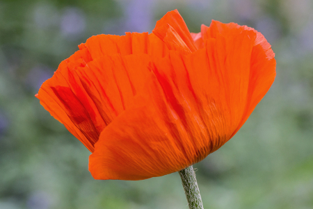 It's Poppy Time!