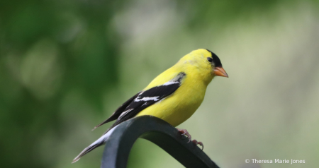 Gold Finch