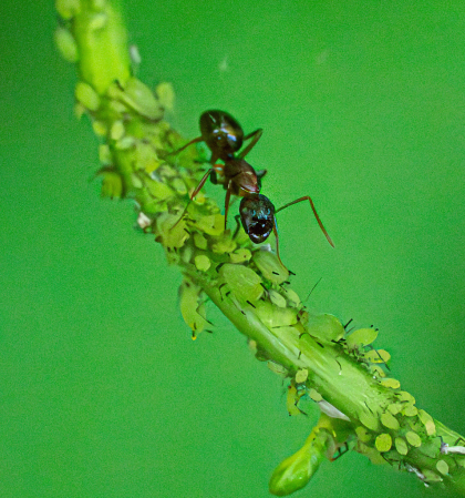 The Ant and the Aphids