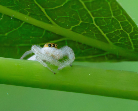 The Elegant White and Yellow Jumping Spider