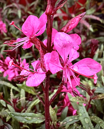 Dark Pink Gaura lindheimeri 