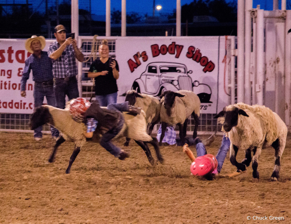 Mutton Busting