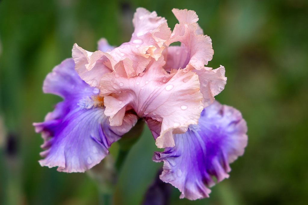 Iris Alone