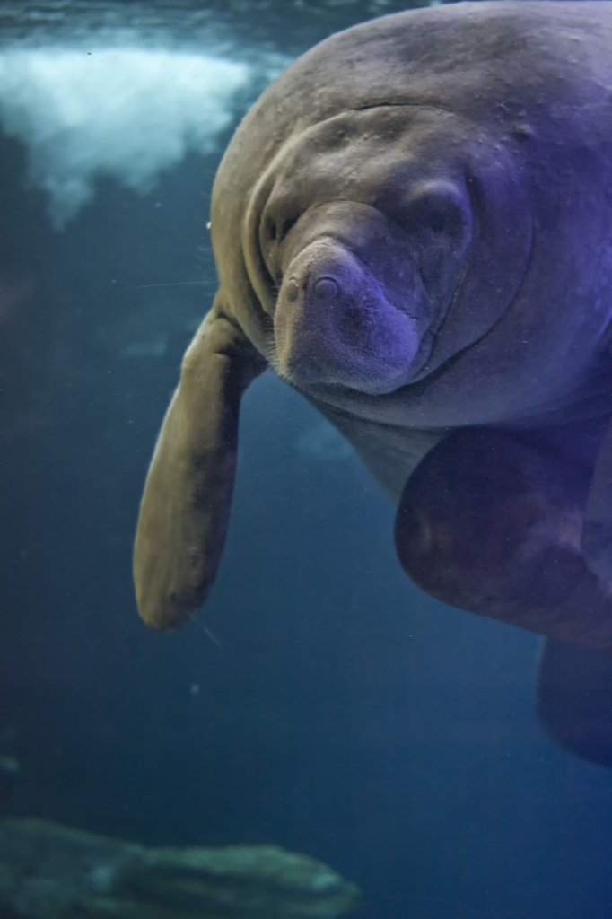 Manatee