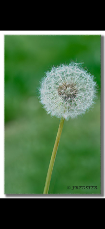 Dandelion 