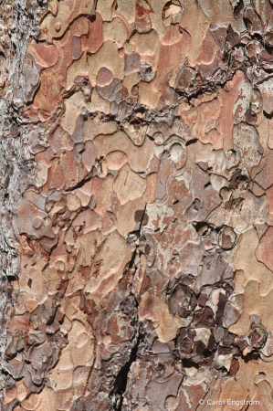 Patterned Bark