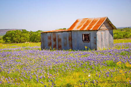 Bluebonnets